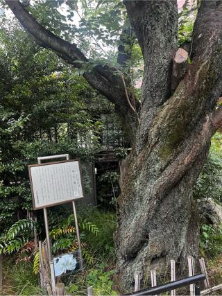 渋谷城（金王丸城）の登城記録(やさかさん)