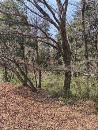 小田野城の登城記録(マリリさん)