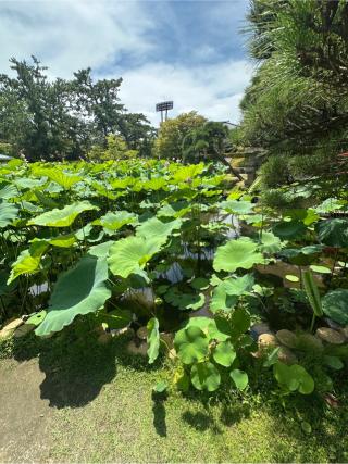 新潟城の登城記録(清正さん)