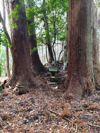 真篠砦の登城記録(マリリさん)