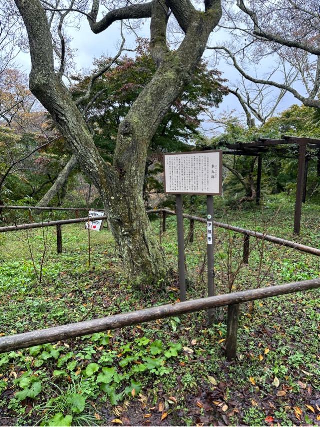 長野県伊那市高遠町東高遠 高遠城の写真4