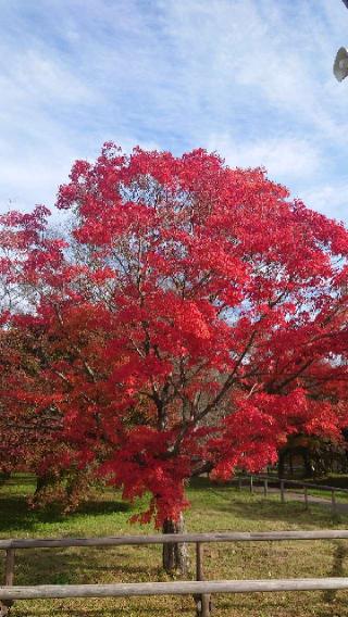 高遠城の登城記録(くぺさん)
