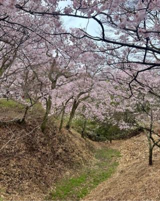 高遠城の登城記録(まるまるさん)