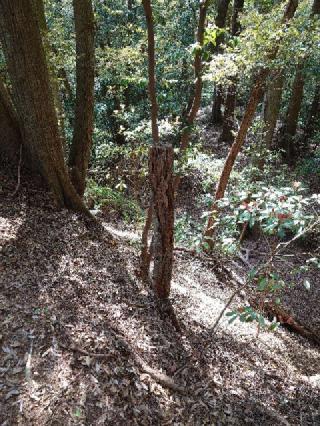 丸子城の登城記録(気分は上昇さん)