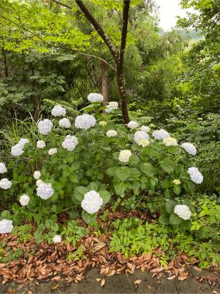 花倉城の登城記録(クレナイトさん)