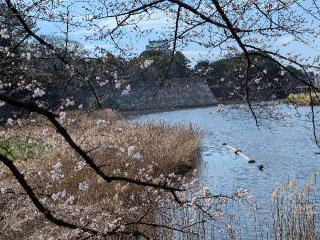 名古屋城（金鯱城）の登城記録(オレンジさん)