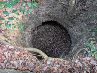 野田城の登城記録(泰成さん)