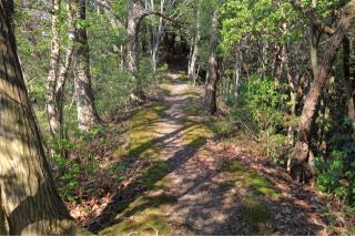 佐和山城の登城記録(こにーさん)