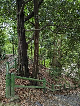 山科本願寺の登城記録(はしおさん)