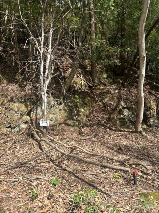 八木城の登城記録(かのんさん)