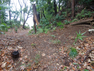 篠原城（金子城、金子出雲守塁）の登城記録(dougenさん)