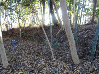 佐久城の登城記録(dougenさん)