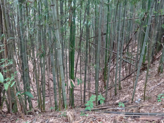 明徳寺城の登城記録(dougenさん)