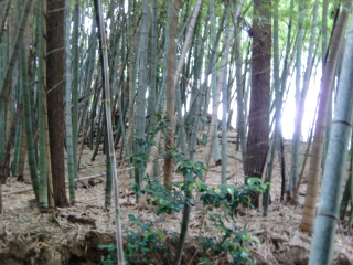 今井城（今井砦）の登城記録(dougenさん)