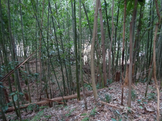 沼田城（沼田城山）の登城記録(dougenさん)