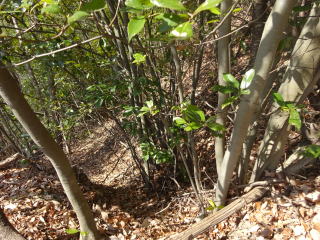 龍ヶ谷城（千馬城、千馬山城、要害城）の登城記録(dougenさん)
