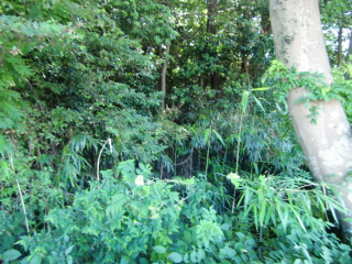 中久喜城の登城記録(dougenさん)