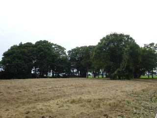 鐘撞山（油井城、油井ヶ島城）の登城記録(dougenさん)