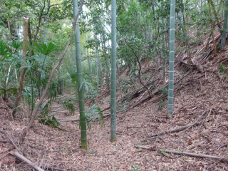 三ツ木城の登城記録(dougenさん)