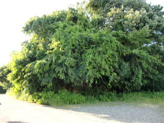 長福城の登城記録(dougenさん)