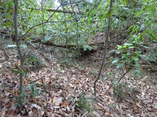 毛呂城（毛呂山城、毛呂氏館、山根城）の登城記録(dougenさん)