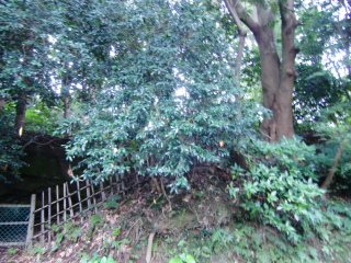 杉本城の登城記録(dougenさん)