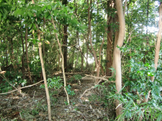 下鶴間城山（鶴間城・山中修理助貞信塁、下鶴間城）の登城記録(dougenさん)