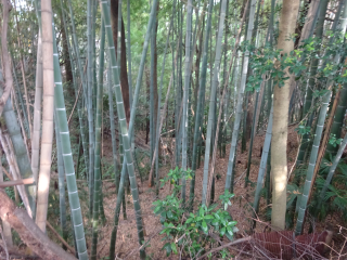 当麻城山（当麻城）の登城記録(dougenさん)