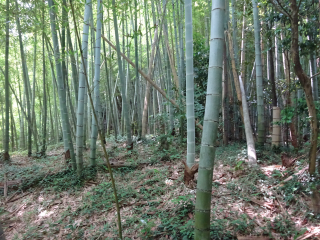 郷山城の登城記録(dougenさん)