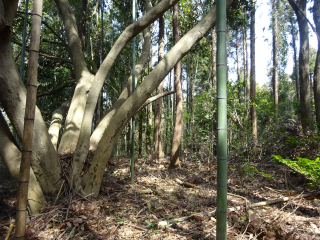 岩山城の登城記録(dougenさん)