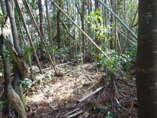 岩山城の登城記録(dougenさん)