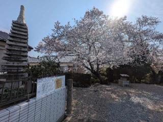 小泉城（片桐城）の登城記録(千　百万さん)