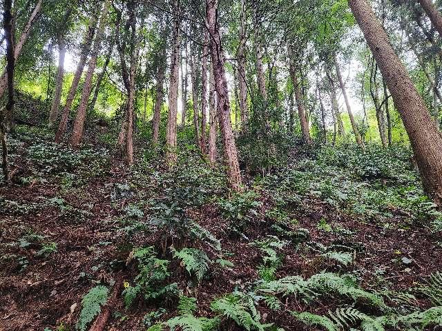 島根県鹿足郡津和野町後田 津和野城の写真22