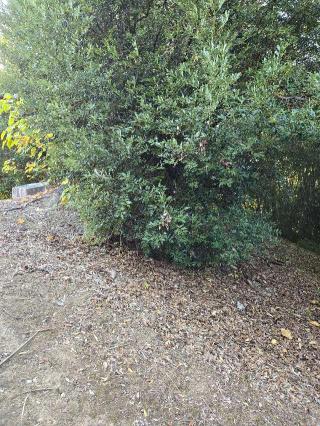 勝瑞城の登城記録(ムークンさん)