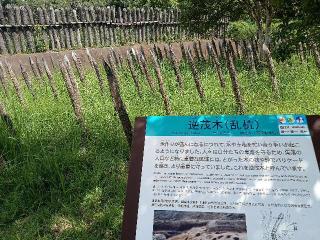 吉野ヶ里遺跡の登城記録(龍造寺さん)