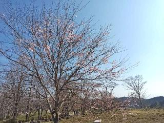 岡城の登城記録(yossyさん)