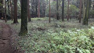 小幡城の登城記録(ニャン川さん)