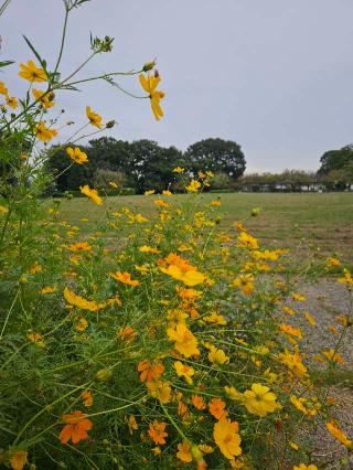 丸山城（糟屋城、千鳥ヶ城、糟屋氏館、糟屋左衛門尉有季居跡）の登城記録(たくまささん)