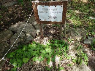 伊奈城（上嶋城）の登城記録(オカドンさん)