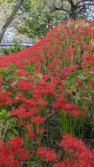茂木城の登城記録(ニャン川さん)