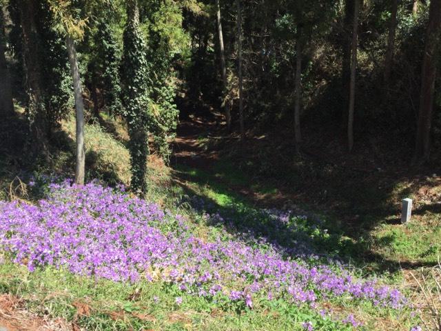 群馬県渋川市白井５８１ 白井城の写真3