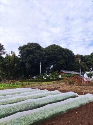 武城の登城記録(マリリさん)