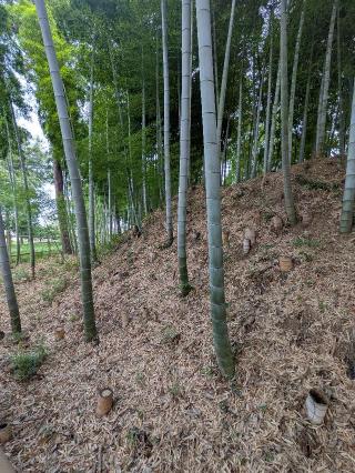 庁鼻和城の登城記録(まるさん)