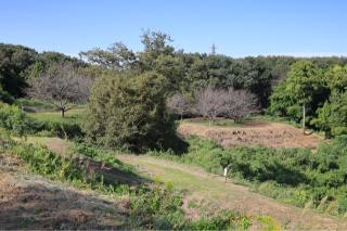 杉山城（初雁城）の登城記録(こにーさん)