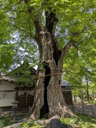 本庄城の登城記録(まるさん)