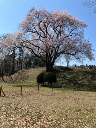 鉢形城の登城記録(監督さん)