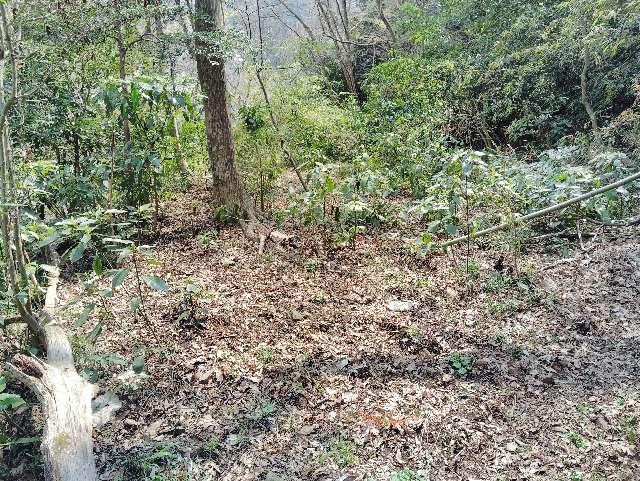 金比羅山砦の写真1