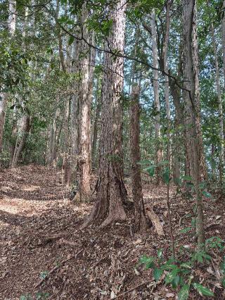宮尾城（宮尾要害）の登城記録(マリリさん)
