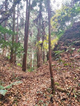 唐松山城（物見山）の登城記録(マリリさん)