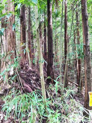 苅野丸山城の登城記録(マリリさん)